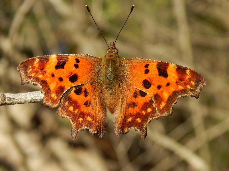 Polygonia c-album : le ultime ...